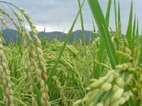 rice fields of Salvacion